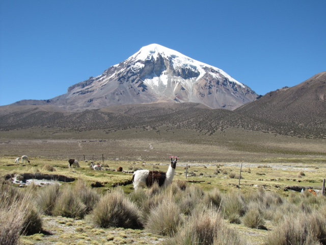 Sajama